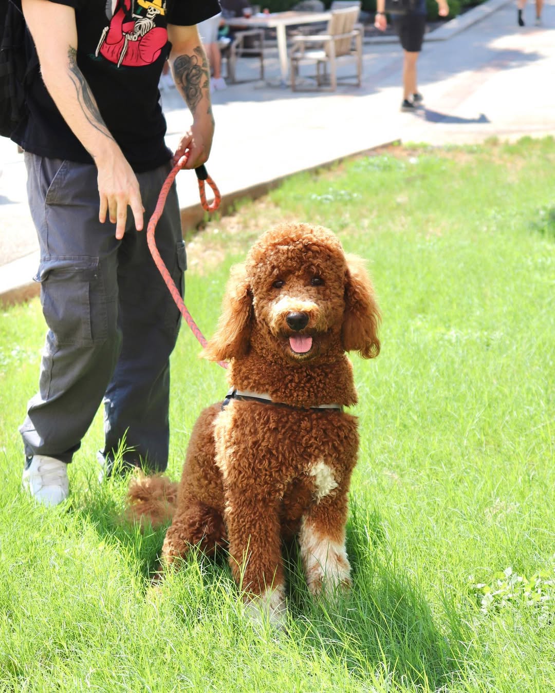 Red poodle sitting on grass