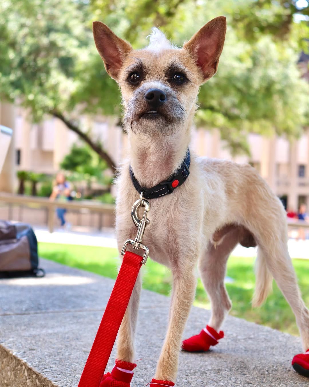 Small terrier in red boots on a campus walkway