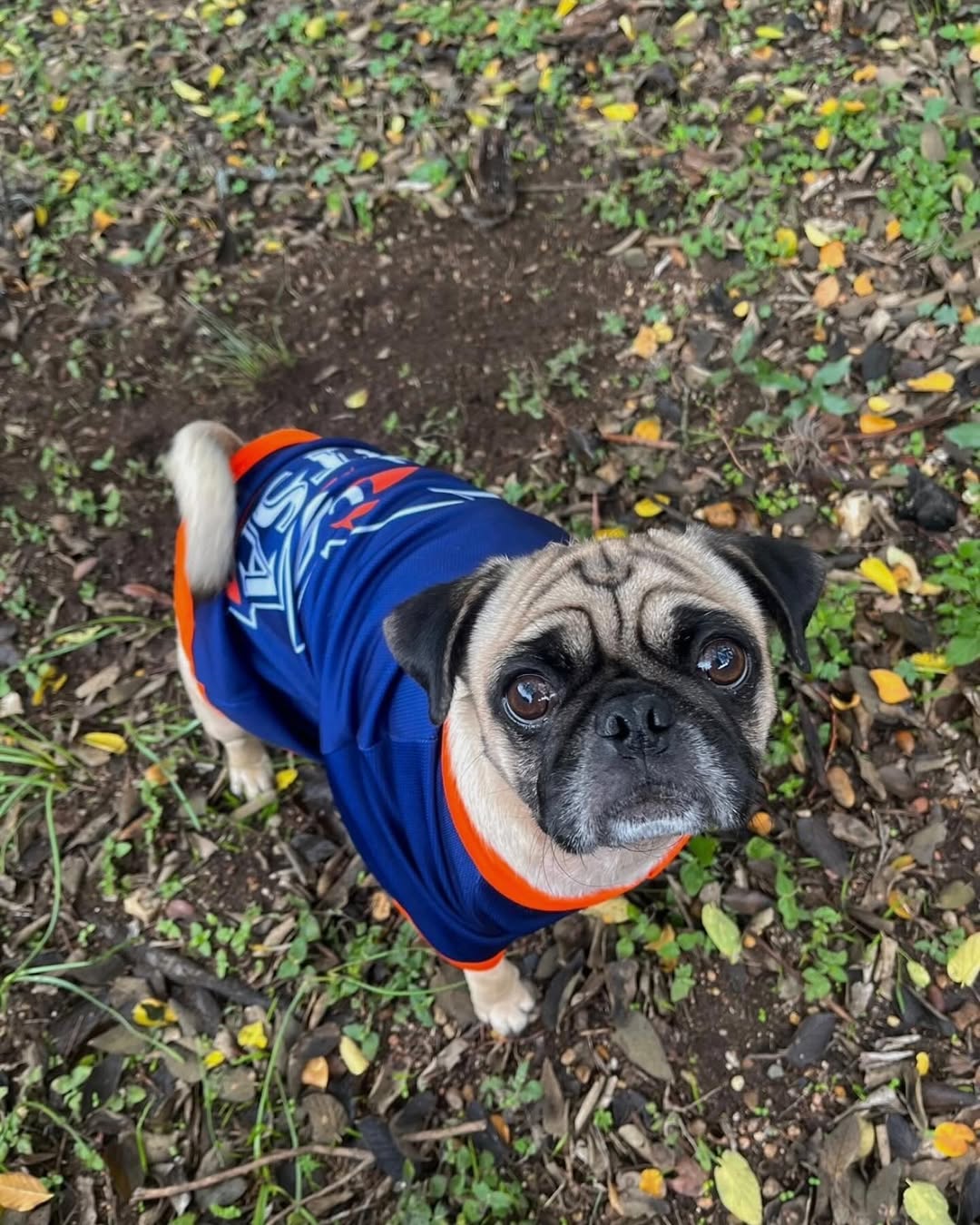Pug in an orange and blue jersey