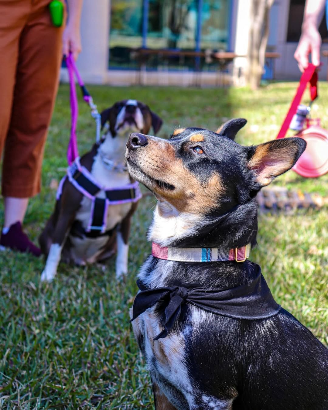 Two dogs at an outdoor meetup