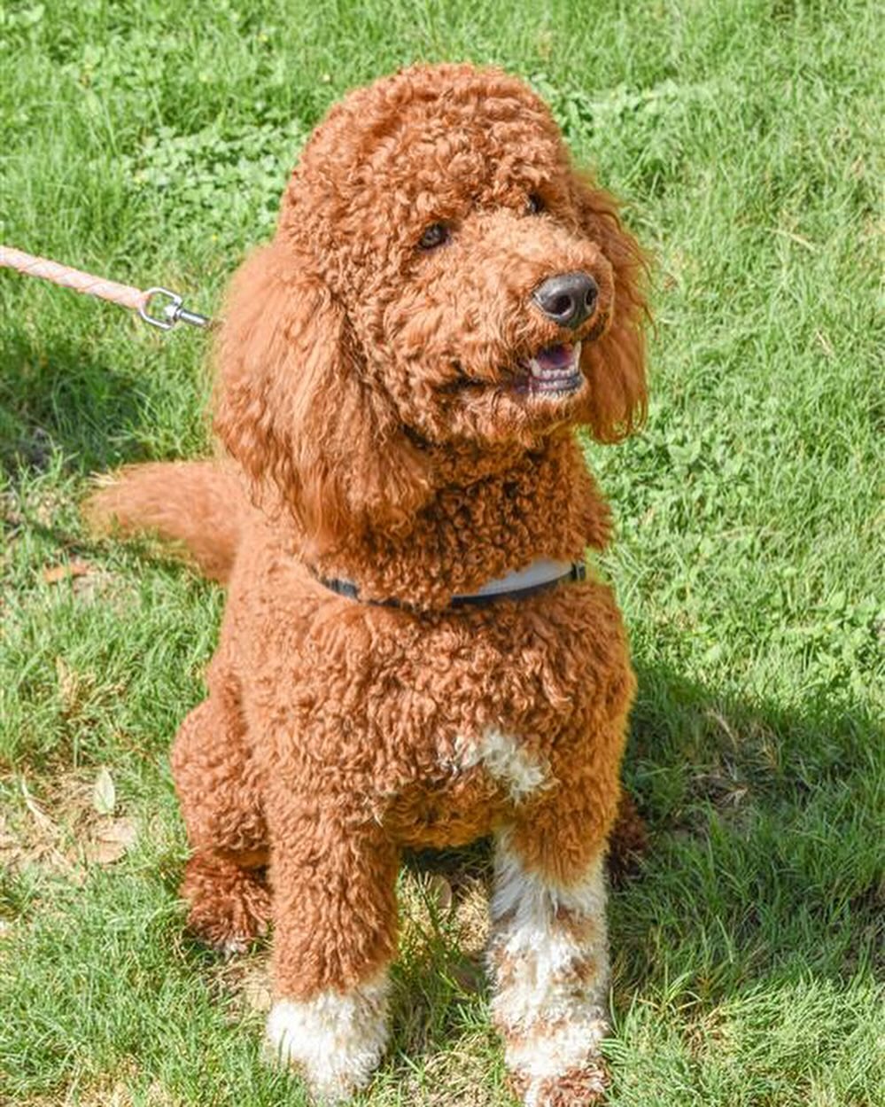 Apricot standard poodle on a sunny lawn