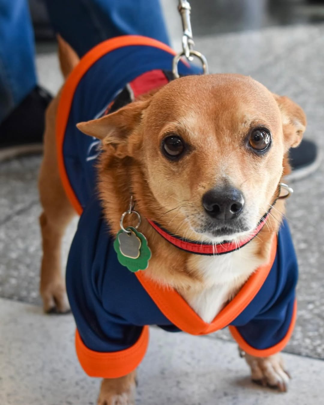 Chihuahua in a sports jersey looking up at the camera